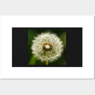 Dandelion Posters and Art